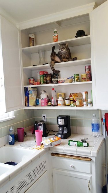 cat kicks food out of pantry