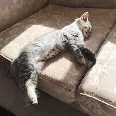cat lays in sunny spot