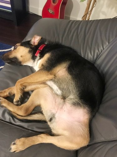 dog sleeps in funny position