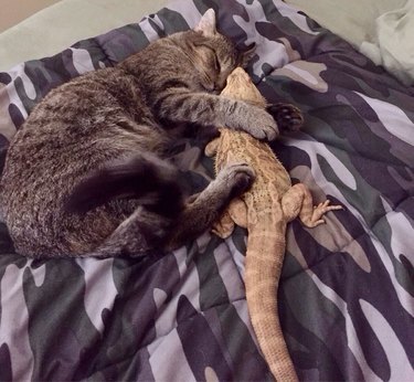 cat and lizard cuddle