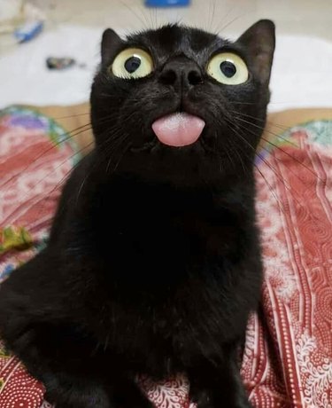 black cat looks stoned on cat nip
