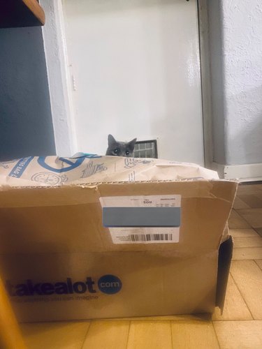 Cat hiding behind cardboard box.