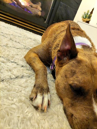 dog sleeping in front of fireplace