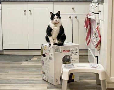 cats hold Vitamix box hostage