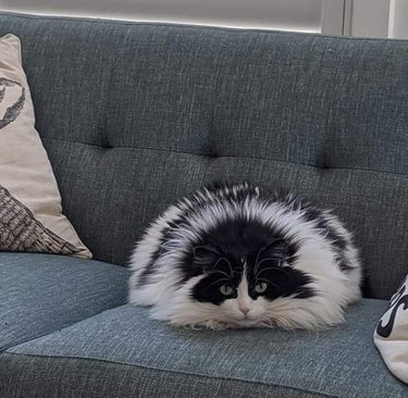 A black and white cat sitting on a couch and looking like a sea urchin.