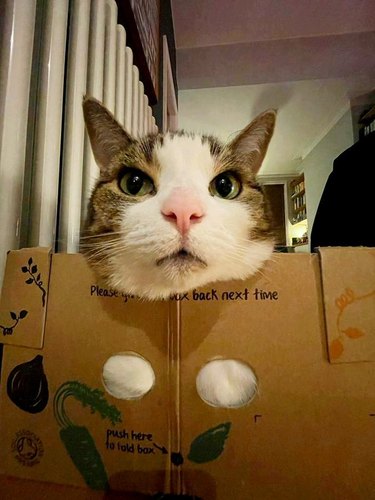 cat in box