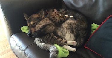Dog picked out a kitten from the shelter and they love each other.