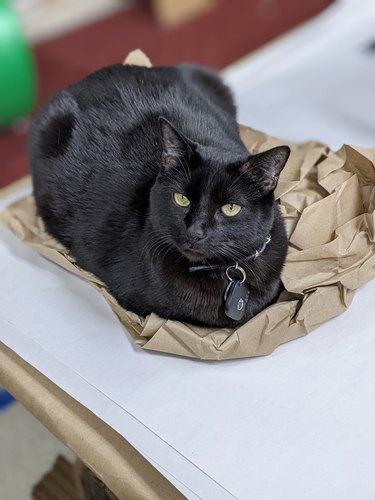 Black cat sitting on crumpled paper bag.