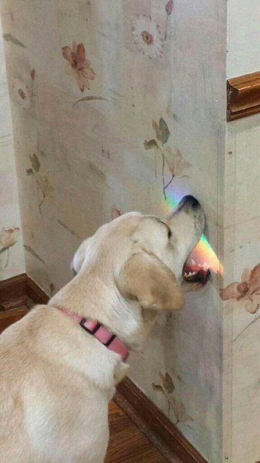 dog trying to bite rainbow
