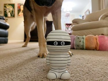 mummy toy with dog standing behind.