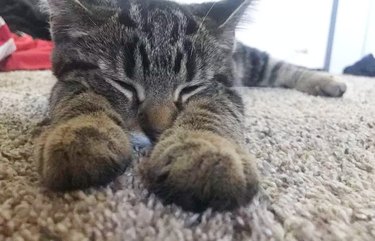 closeup photo of cat's paws