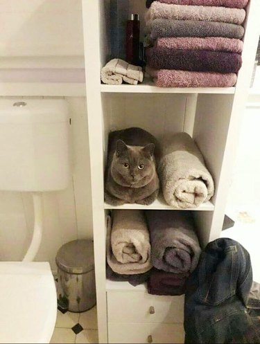 cat looks like rolled up towel