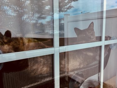 cat sleeps in window pod