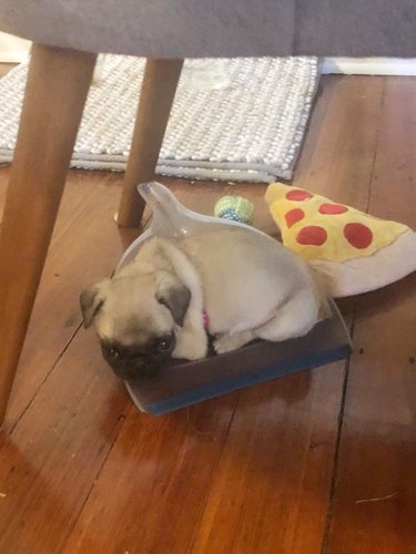 dog sleeping in dustpan