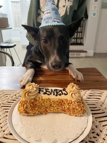 dog celebrates first birthday