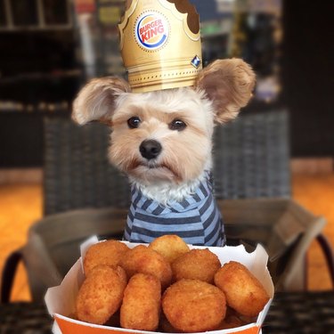 dog wearing burger king crown