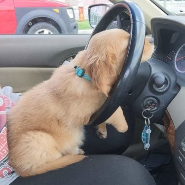 tired puppy slumped against steering wheel of car