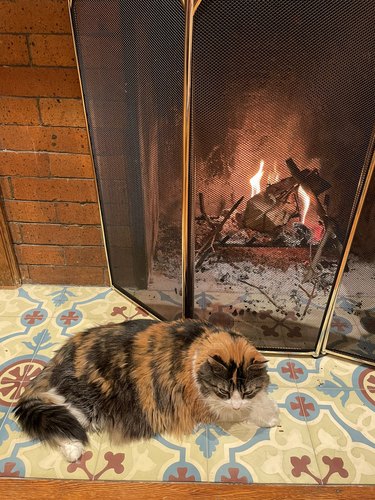 cat sitting by fireplace