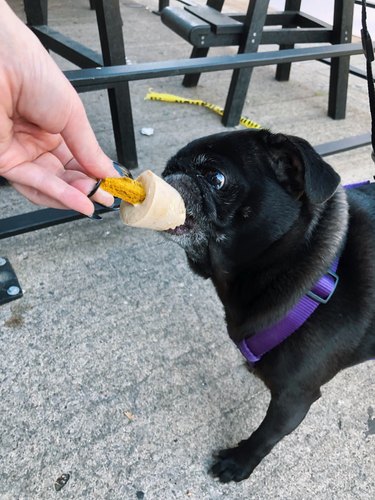 dog love frozen pupsicle with peanut butter