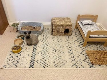 Rabbit has a bedroom furnished with a mini bed, sectional rug, food bowls, and litter box.