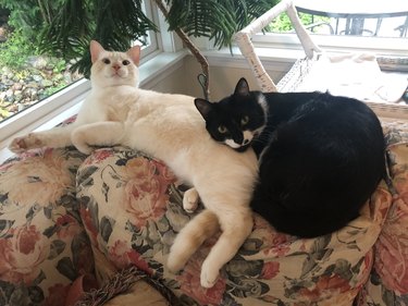 cats cuddling on couch