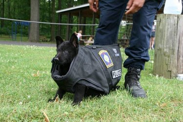 police dog ready to catch bad boys