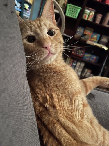 Orange cat sitting up like a human.