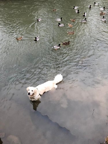 dog pretends to be a duck to get food