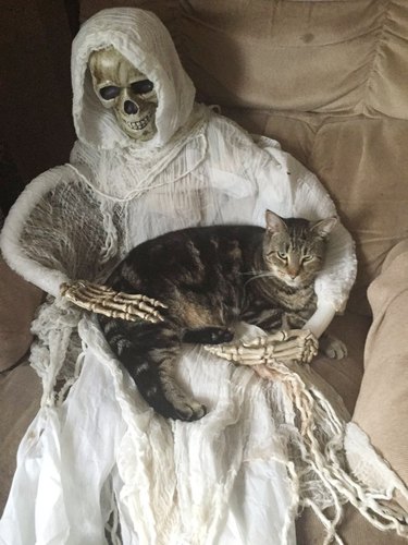 cat sleeping on skeleton