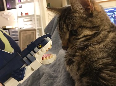 cat bites lego shark