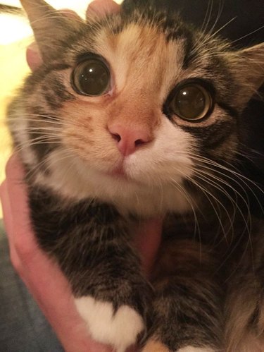 cat seeing christmas tree for first time