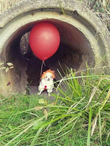 dog dressed as Pennywise the clown