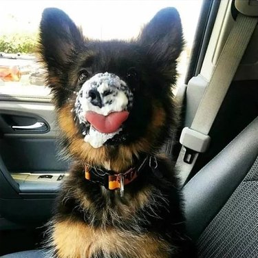 Cute puppy enjoying a puppuccino with whipped cream on nose