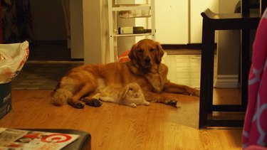 golden retriever snuggles with bunny