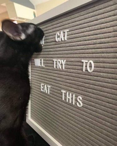 Black cat eating letters off of a letterboard that says, "My cat will try to eat this".