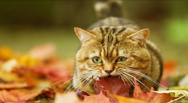 cat munching on leaves