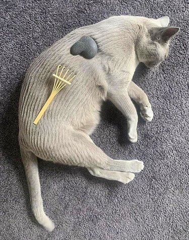 Combed gray cat with a rock and mini rake to look like a meditation rock garden.