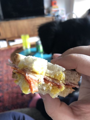 dog eats woman's sandwich