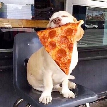 pizza dog holding pizza in mouth