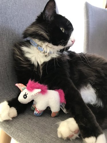 cat and stuffed unicorn