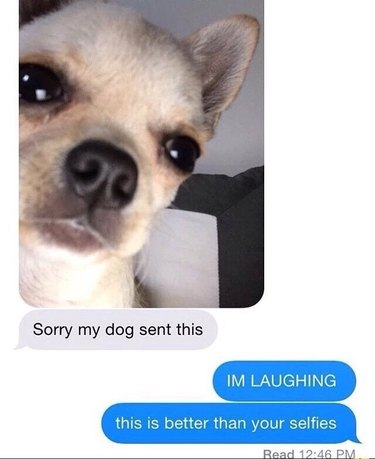 dog takes selfie by accident