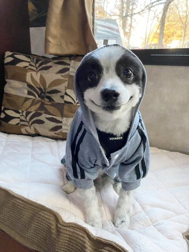 cute smiling dog wearing gray sweatshirt