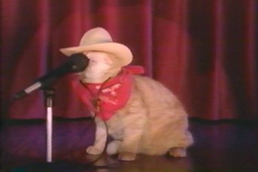 County Cat singin' a song