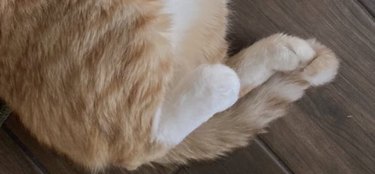 Photo section of an orange cat's hind legs and tail.