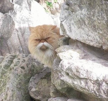 This cat looks like Wilford Brimley