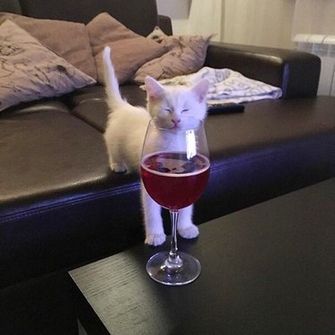 cat sniffs wine glass