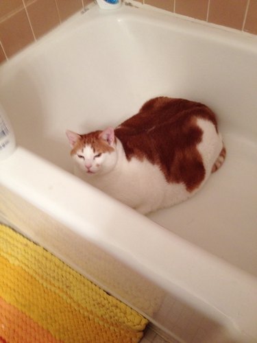 cat in bathtub purrs so loud he knocks shampoo bottles over