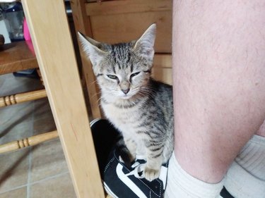 cat sits on man's foot