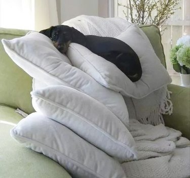 Dog sitting on 5 pillows!