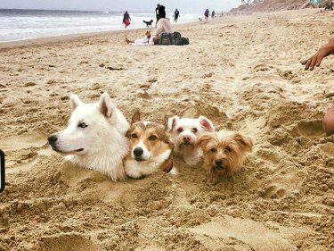 Four dogs buried in the sand